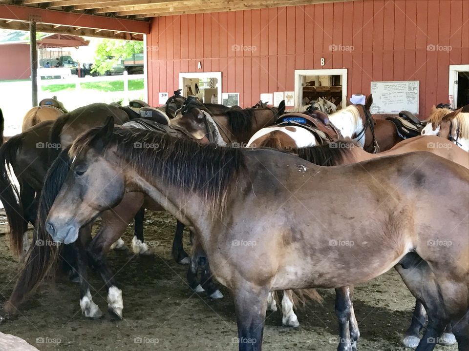 majestic horses 