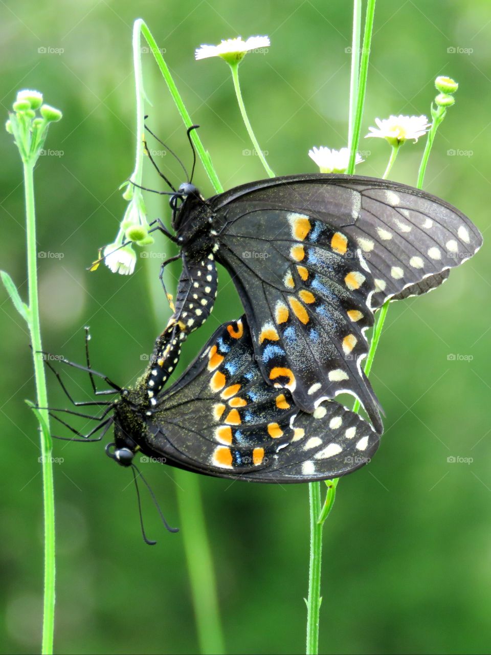 Pair of Eastern Black Swallowtails