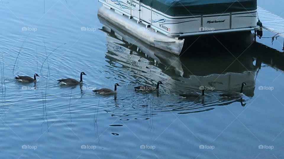Canadian Geese Follow the Leader