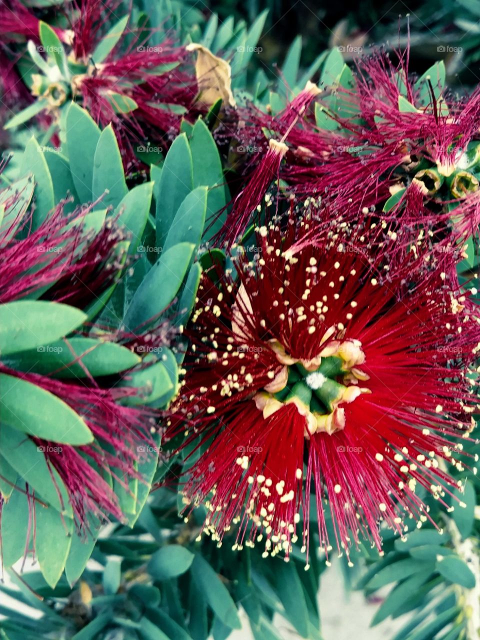 flowers at park