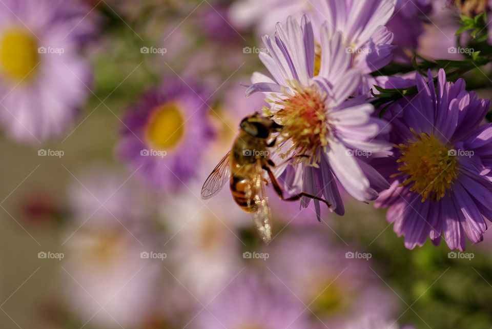 This picture was taken in a yard of our house. 