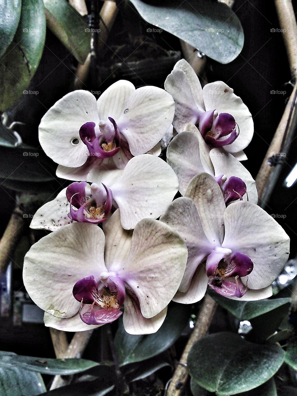 flower orchidee