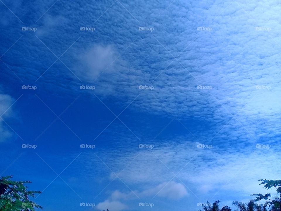 Beautiful and excotic blue and white sky photo with palm leaf frame