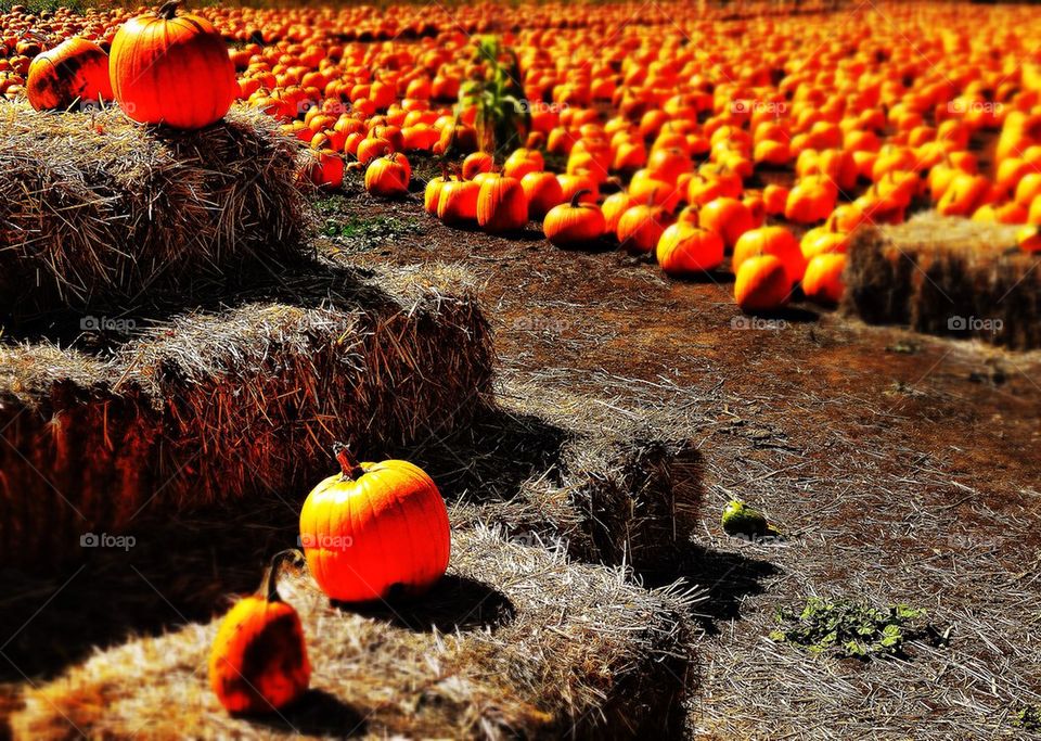 Halloween pumpkin patch