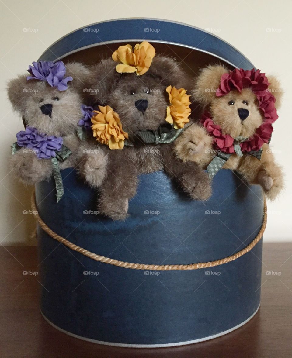 Three Bears in a Hat Box