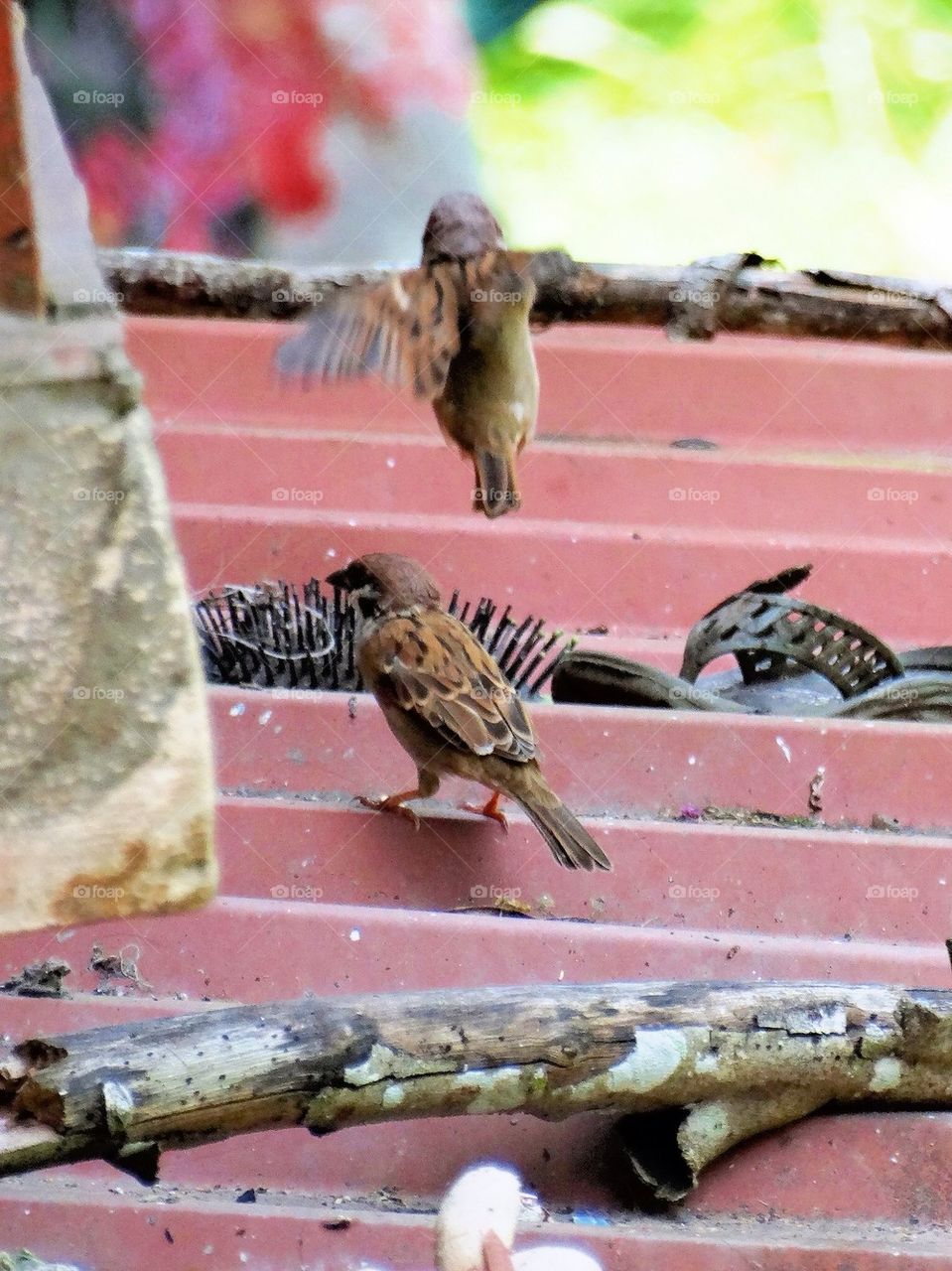 Sparrows on a roof