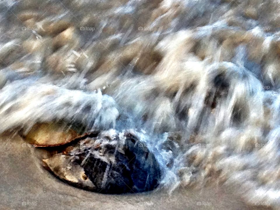 Horseshoe crabs