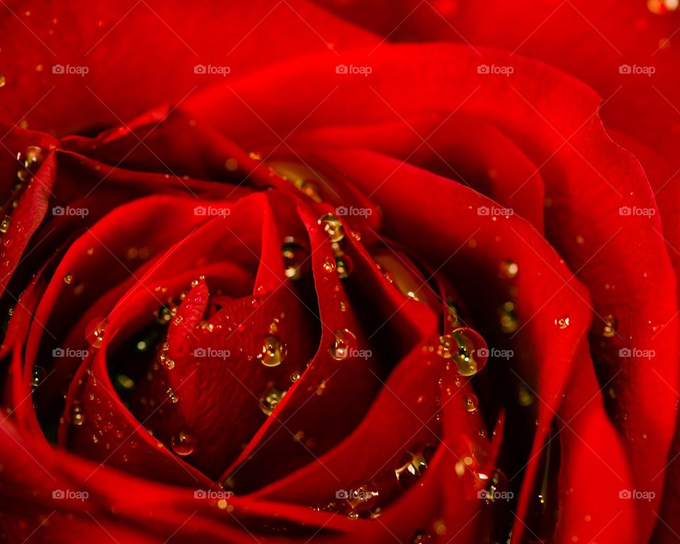 Rose with water drops macro 