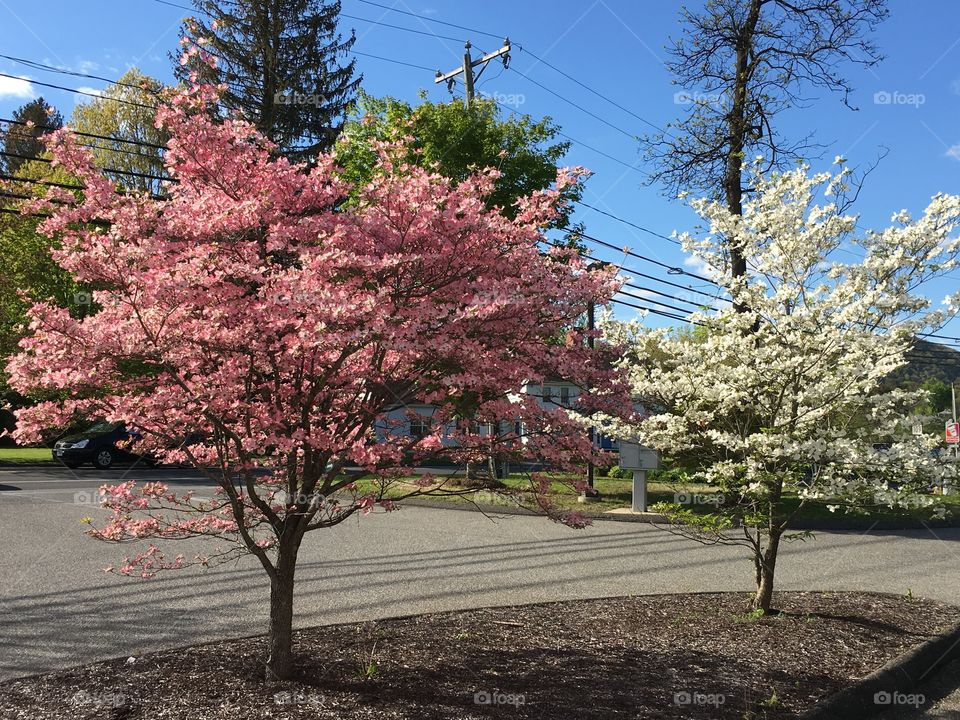 Pink and white dogwood in sun