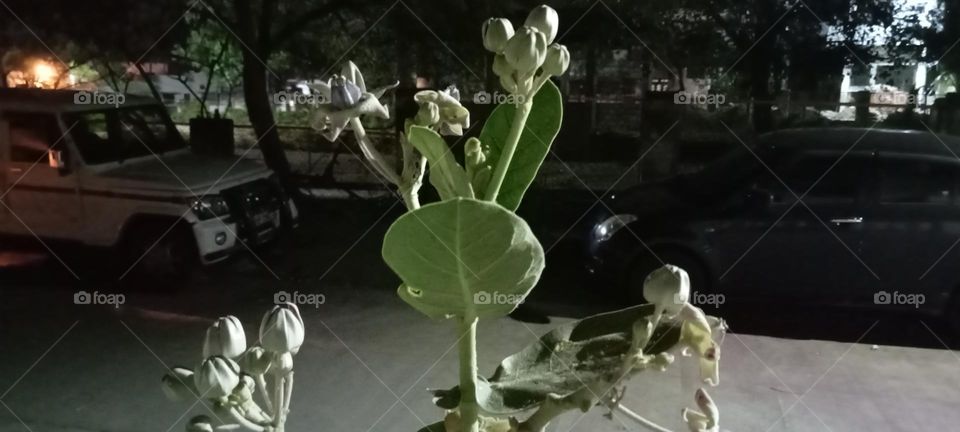 calotropis gigantea  is large shrub, which can sometimes grow large enough to look like a small tree, sports clusters of waxy flowers that are either white or lavender in color. Each flower consists of five pointed petals and a small, elegant "crown"