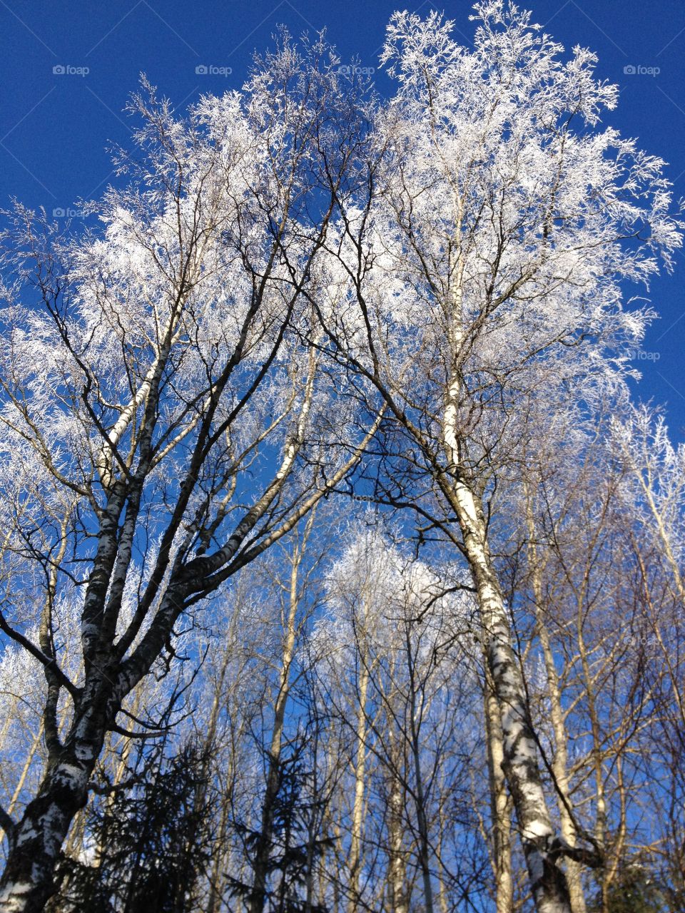 Crystalsong forest. Frozen trees and blue sky.