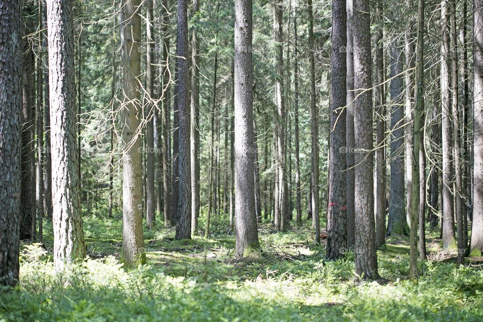 Walking on wild nature forest summer feeling holidays Crete Island Greece amazing places to visit naturalism adventure time hustling daydreaming be free