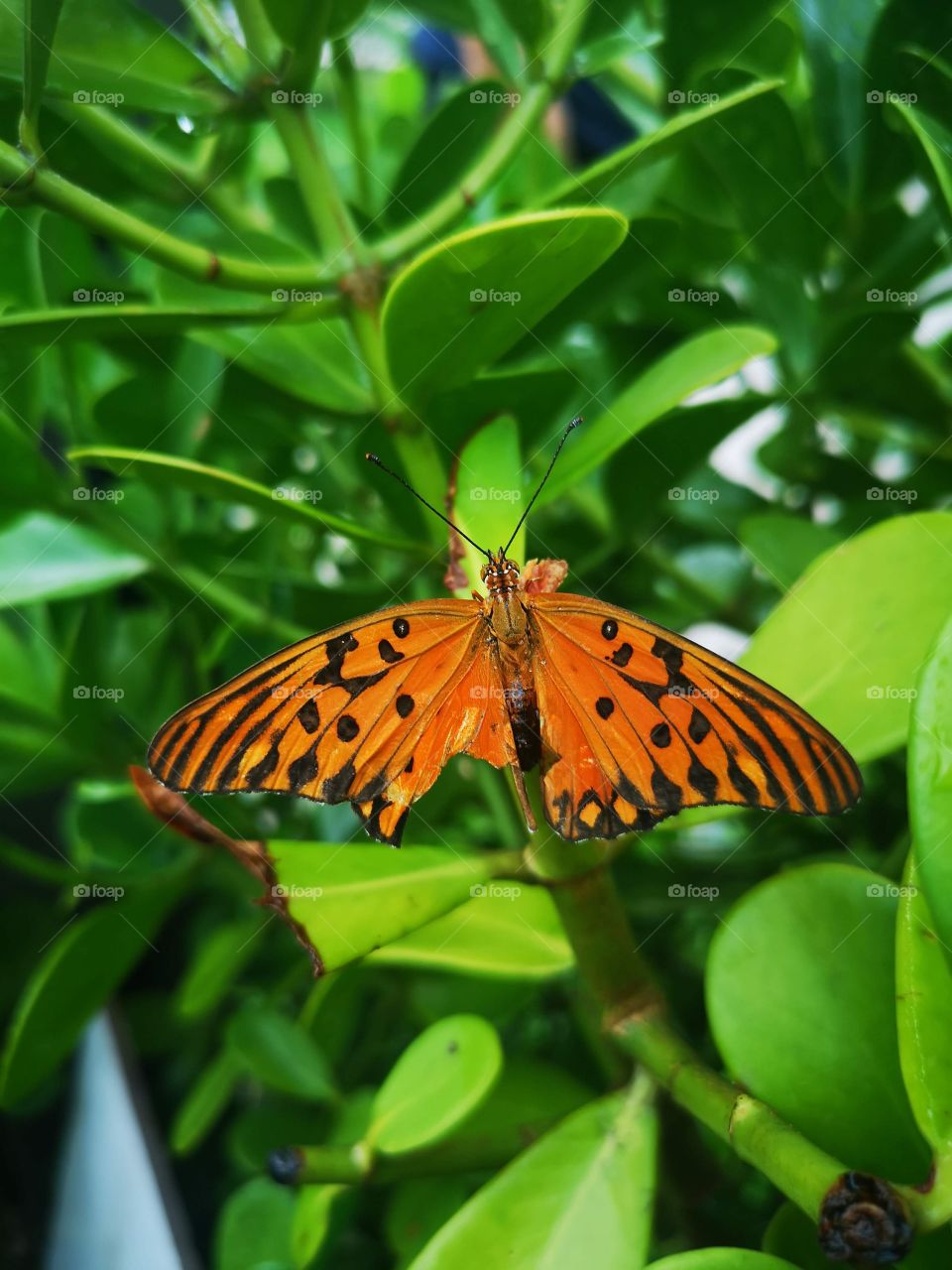 Butterfly in the garden