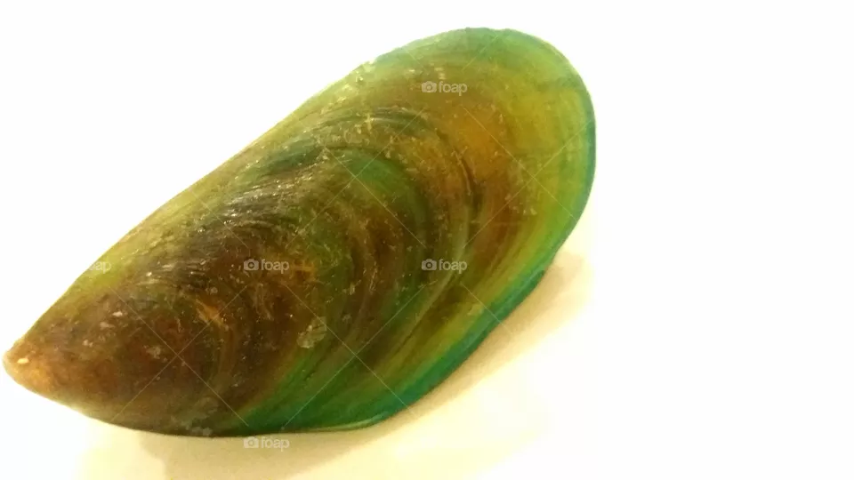 SHELL
