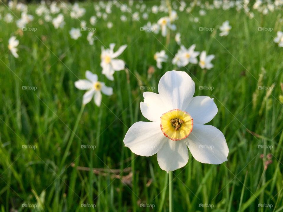 Field of daffodils