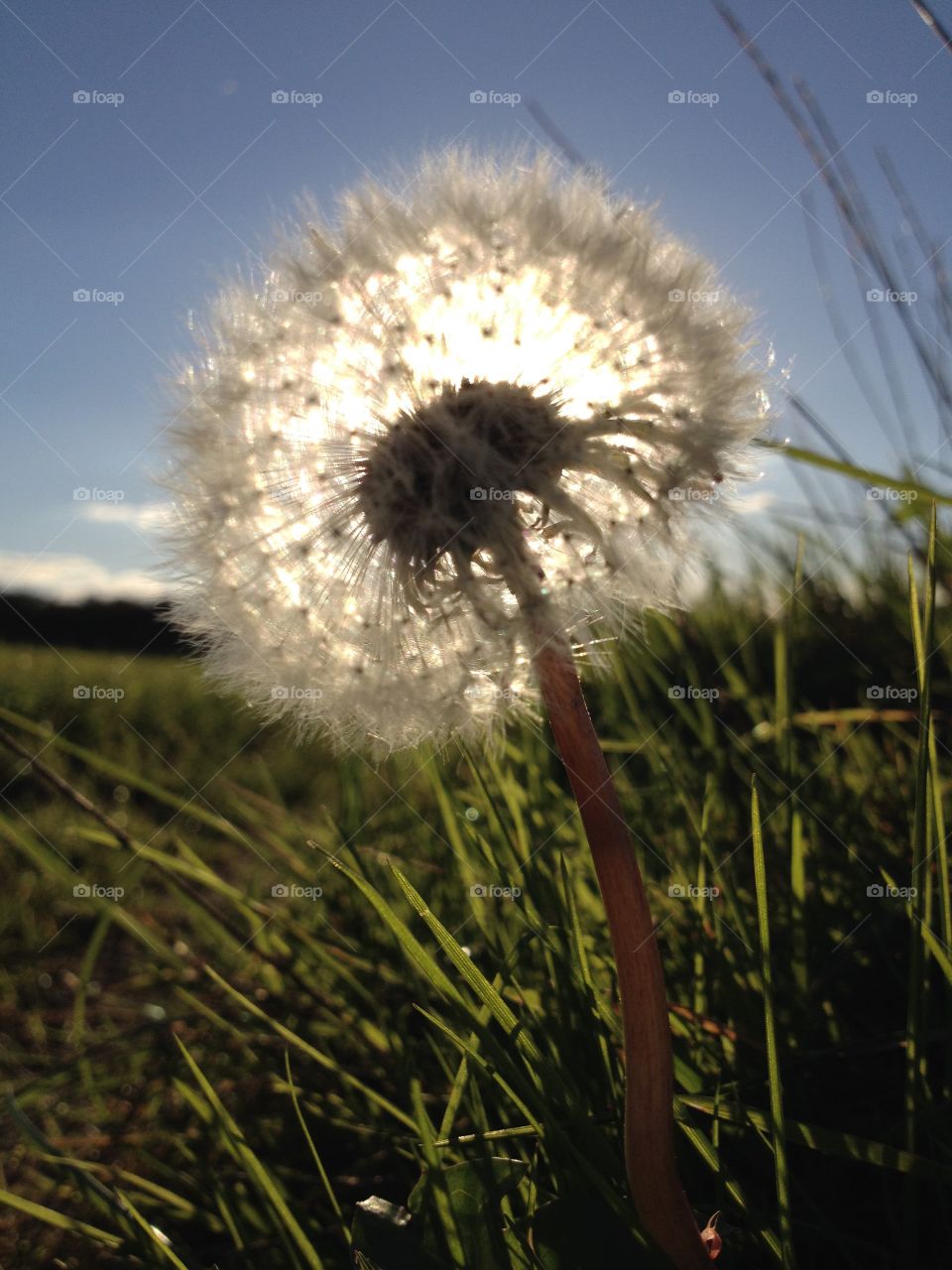 Dandelion  