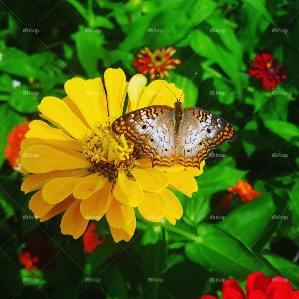 Butterfly, Nature, Insect, Flower, Summer