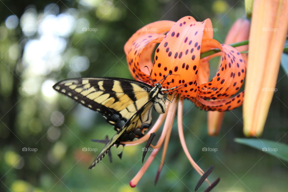 Butterfly beauty 
