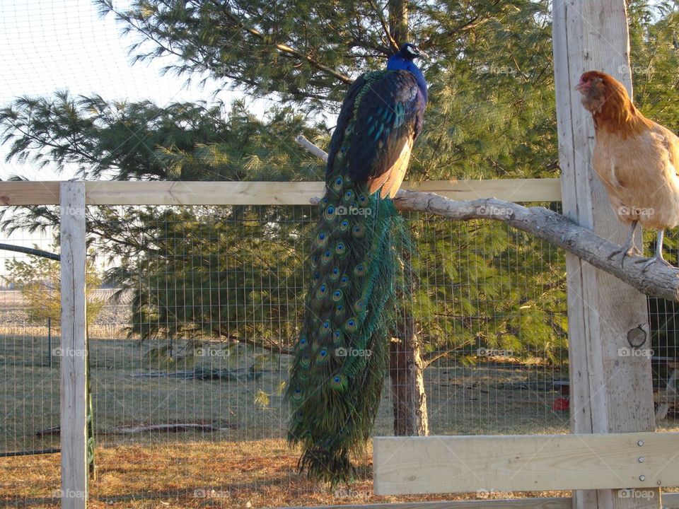 Black shouldered peacock