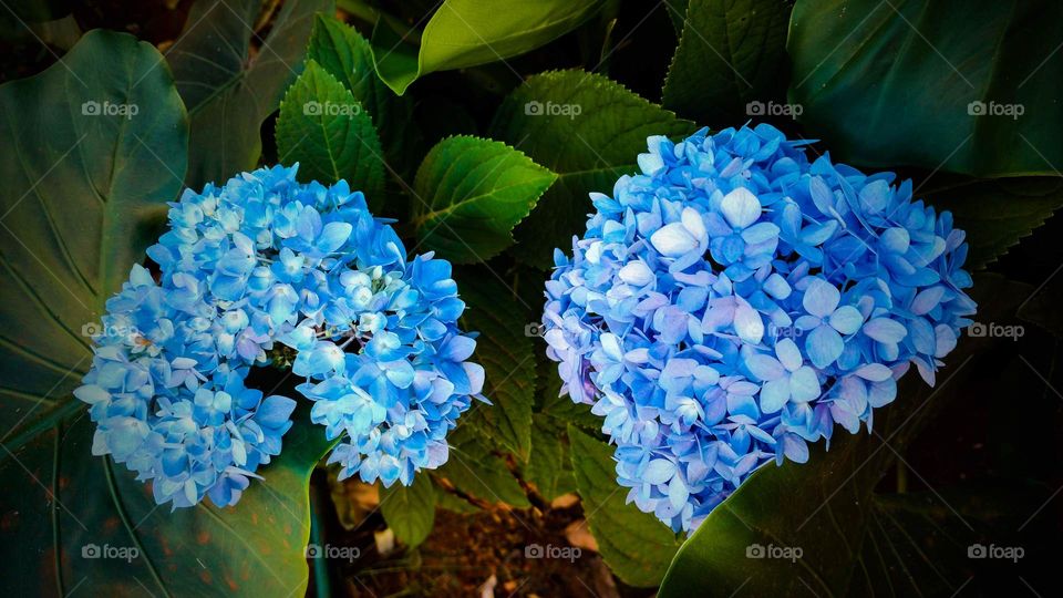 Flores azuis cores nítidas, plantinhas que enfeitam o nosso dia.