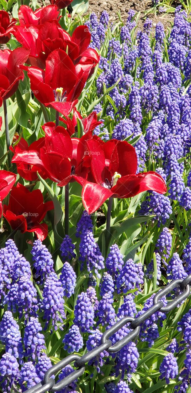 vibrant and beautiful red tulips.  Purple flowers set them off nicely!