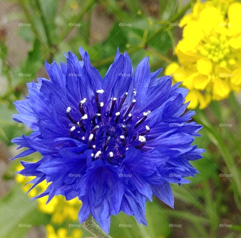 flower blühen blume Blüte blühen lila blau