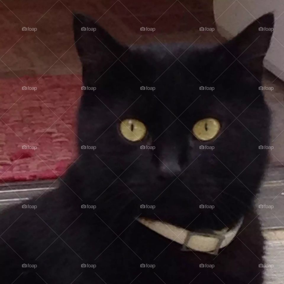 Halloween Cat. Piercing Eyes. Majestic. 