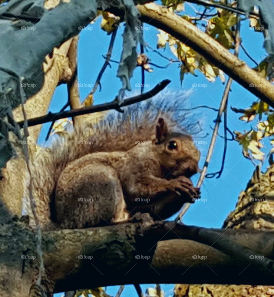 Squirrel in Tree