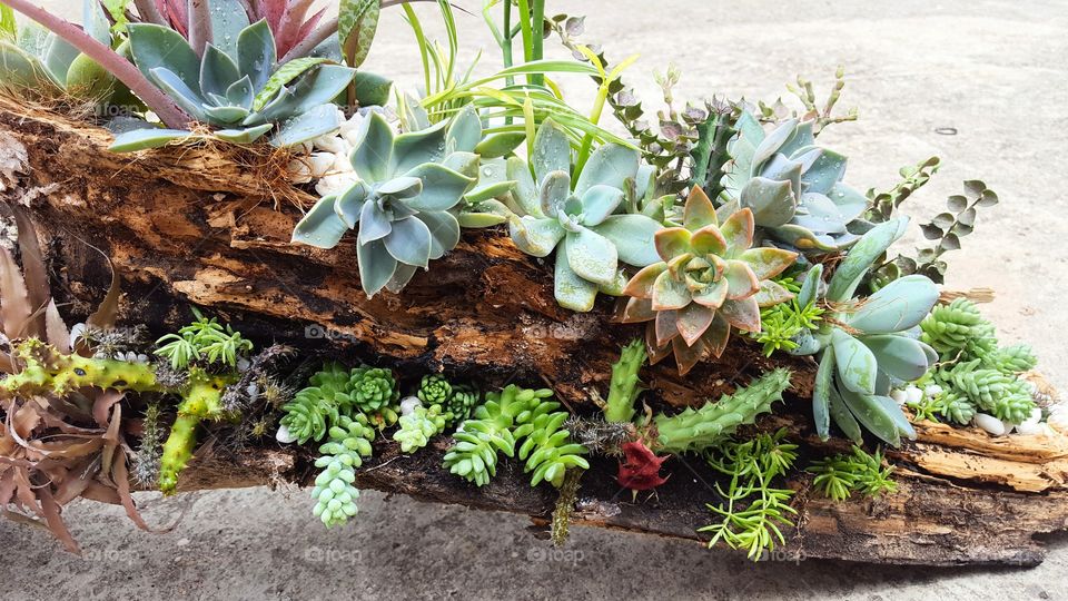 Succulent arrangement