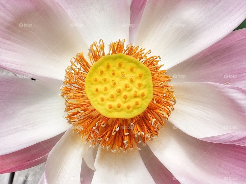 Lotus pollen