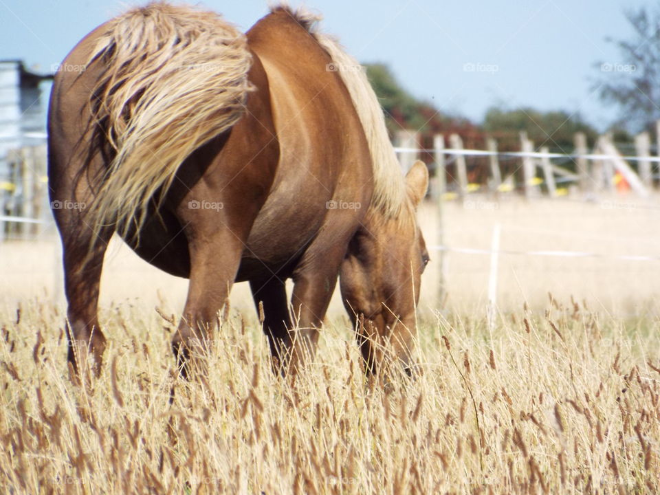 Meadow horse
