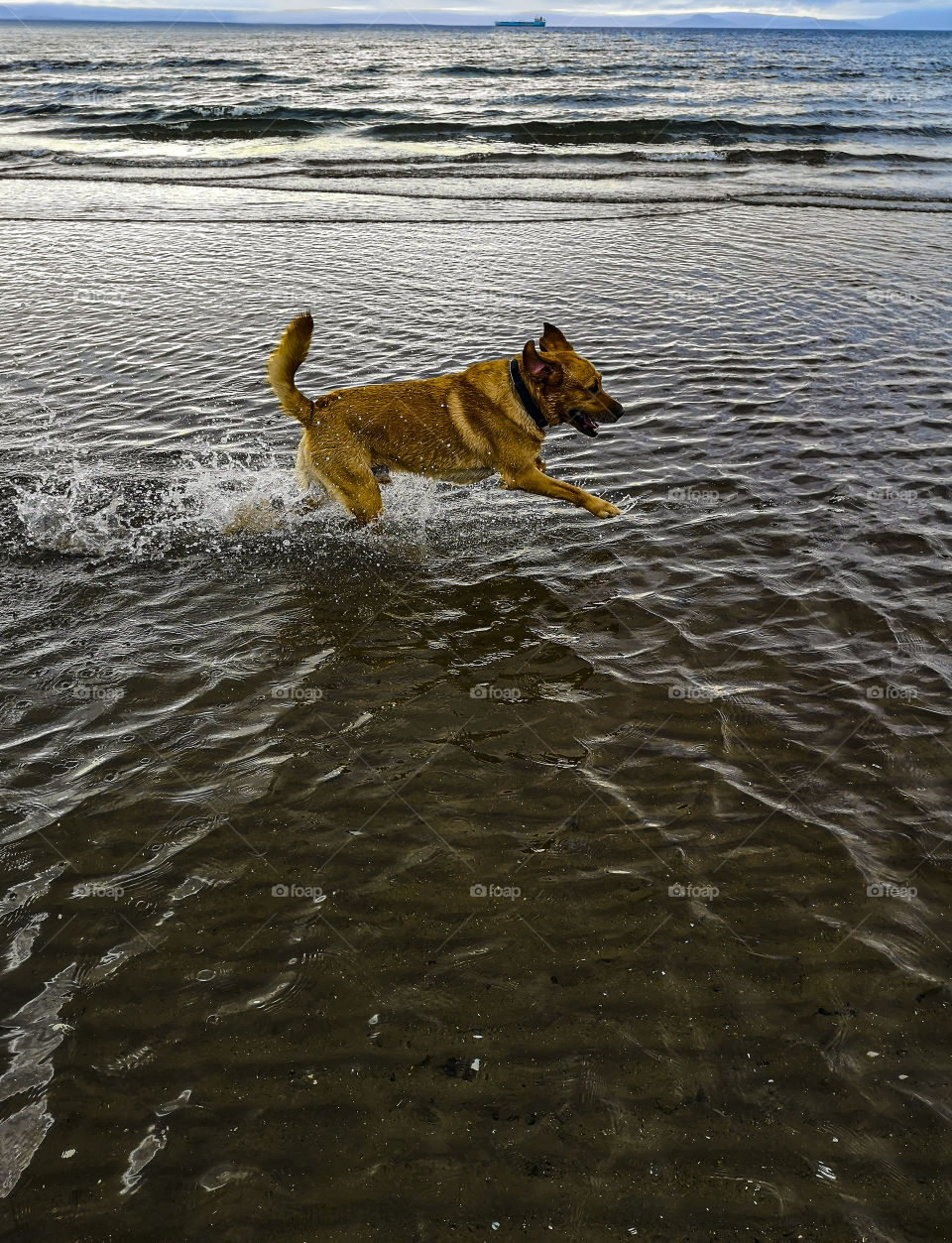 The dog plays with water