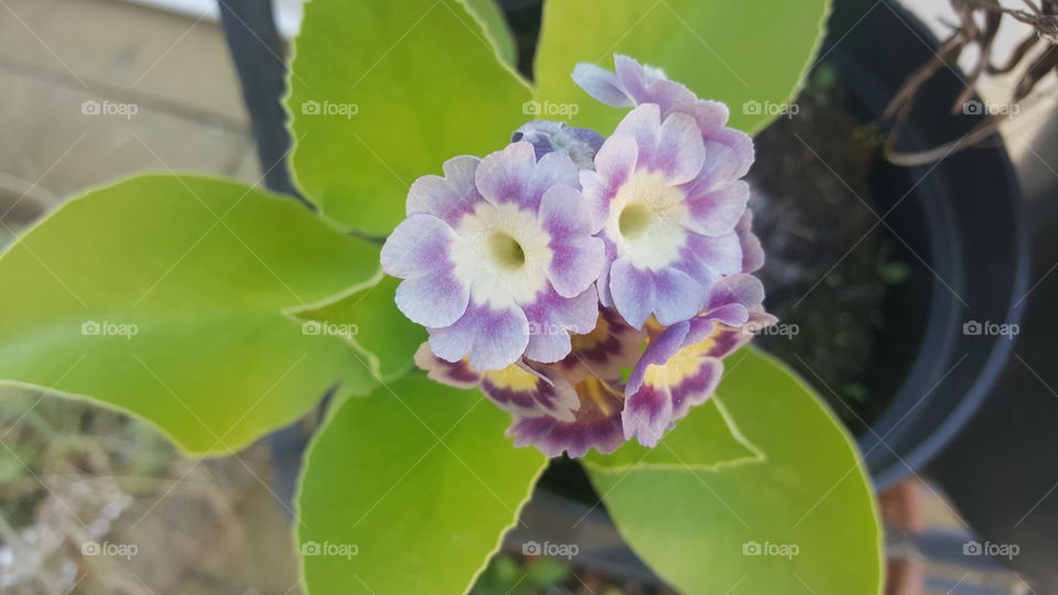 Attractive Purple and Creamy coloured flowers