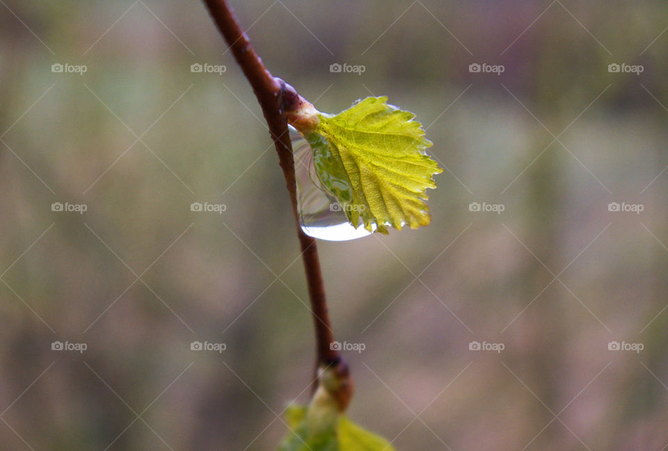 drop of dew on a tree branch