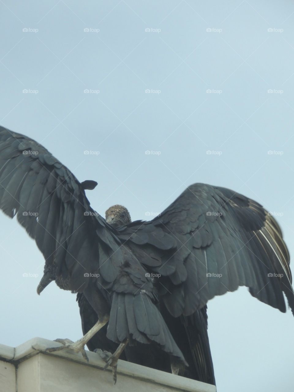 What are you looking at, human? vulture.