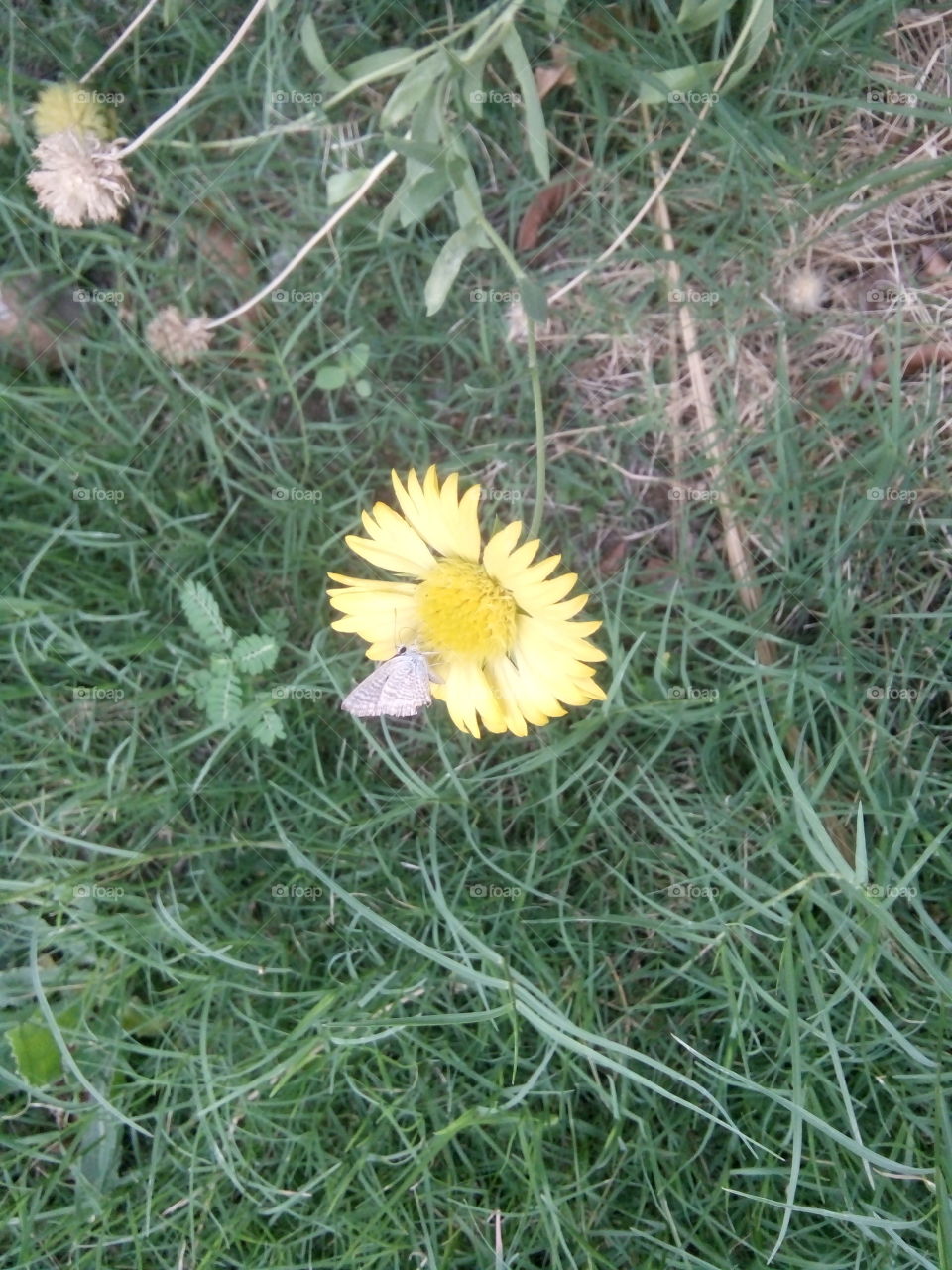 Flower and butterfly photo,Butterfly photo,Flower with butterfly,Indian species of beautiful flower,Adorable picture of flower,Flower photo for dear people like flowers,Real picture of flower,Natural picture of flower