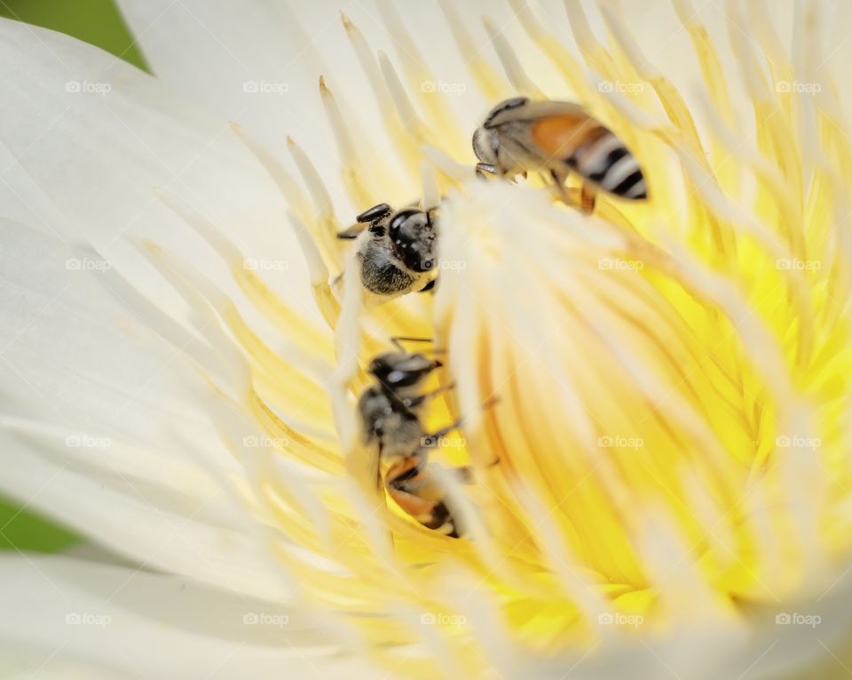 Bees and Beautiful lotus