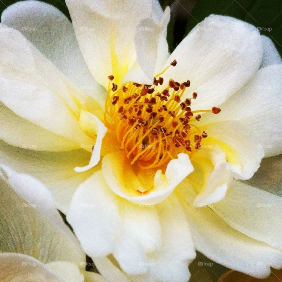 sweden yellow white rose by smartini65