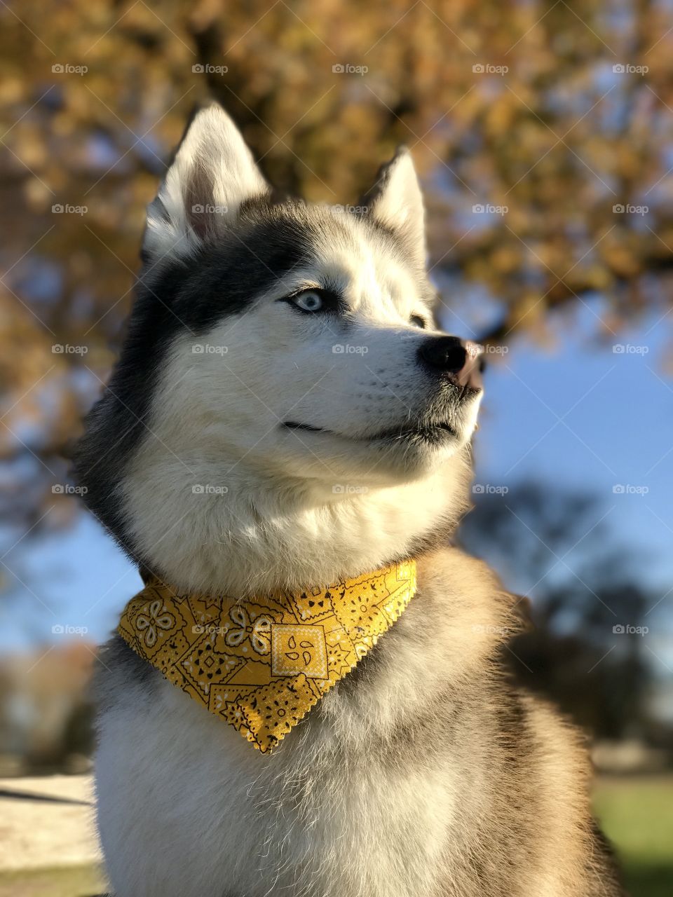 Husky dog looking off into the sunset with a blue sky in the background