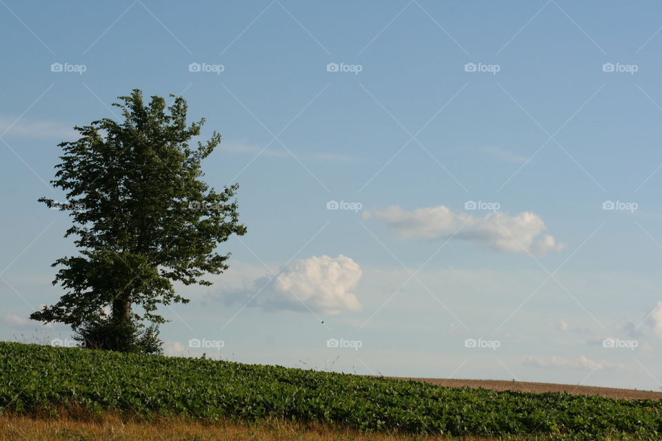 Tree in a field