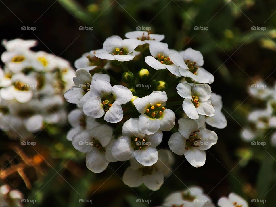 Macro photo of a summer plants