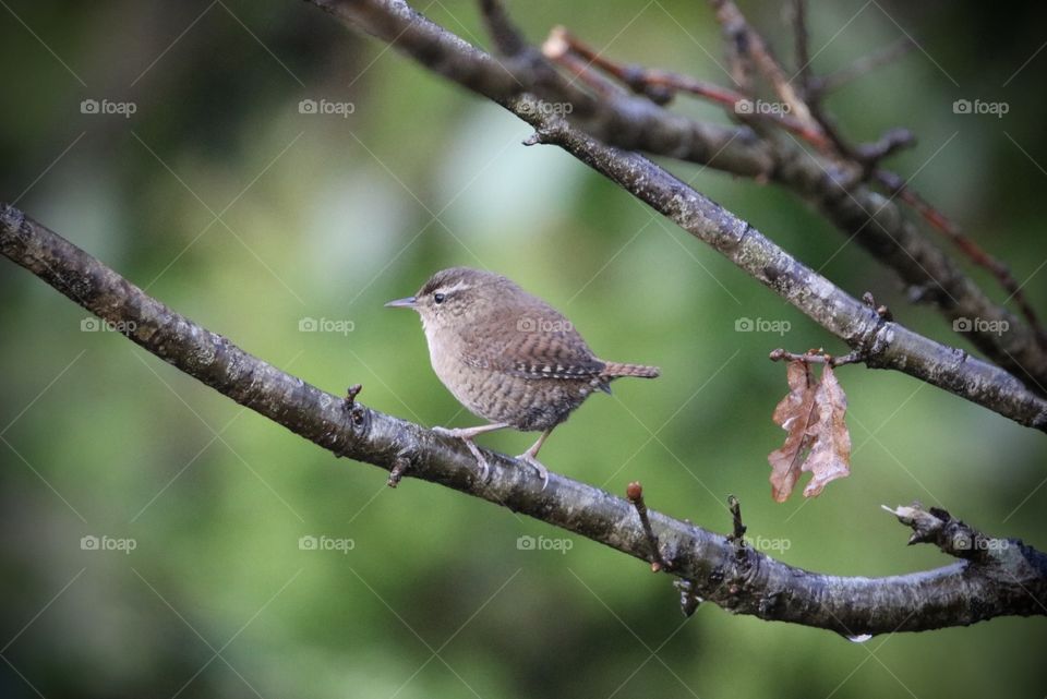 tiny bird on the tree