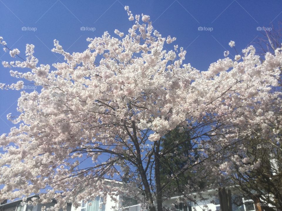 Blue Skies above the Cherry Tree in Bloom 