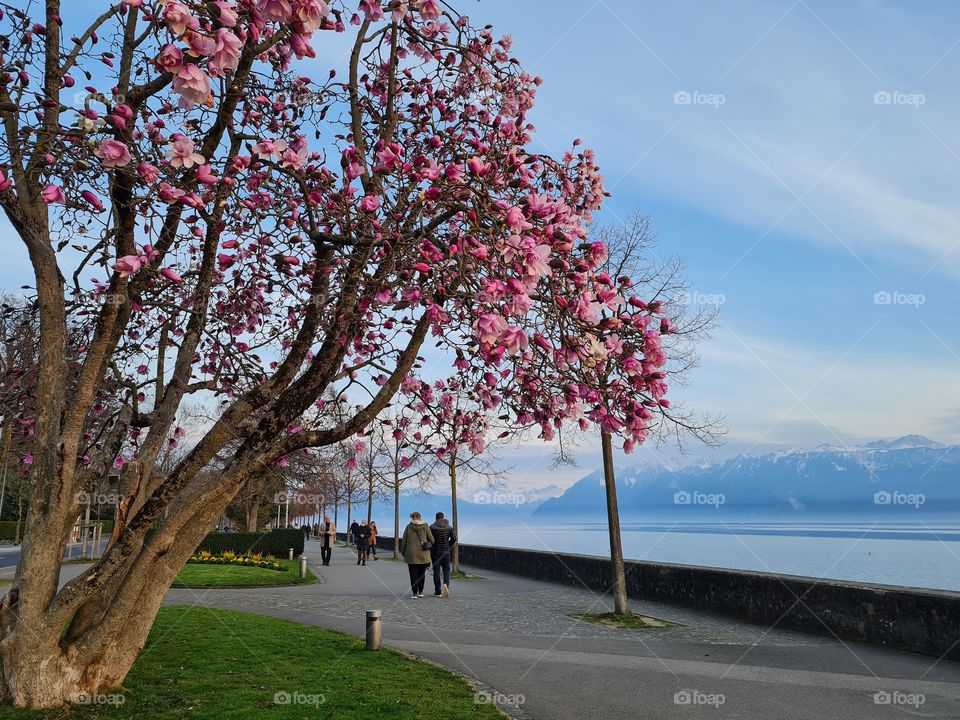 sunny spring day on the lakeside with magnolia blossom