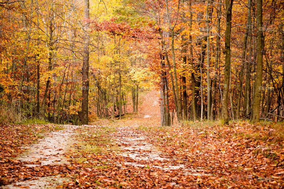 Autumn forest walking path in Wisconsin