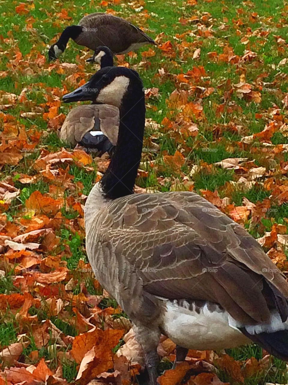 Autumn is here! Canada geese enjoying their last moments before flying south.