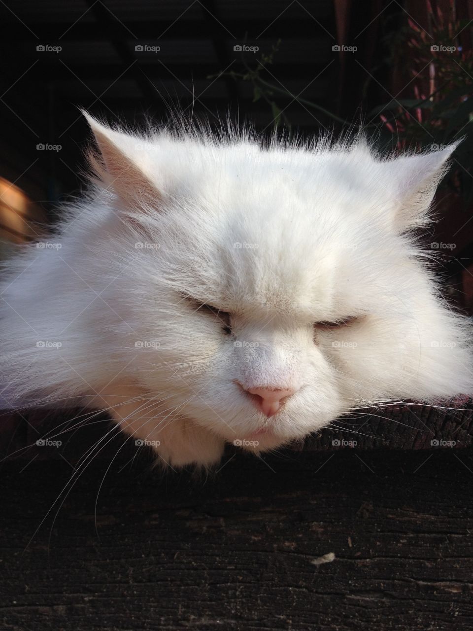 Portrait of white cat