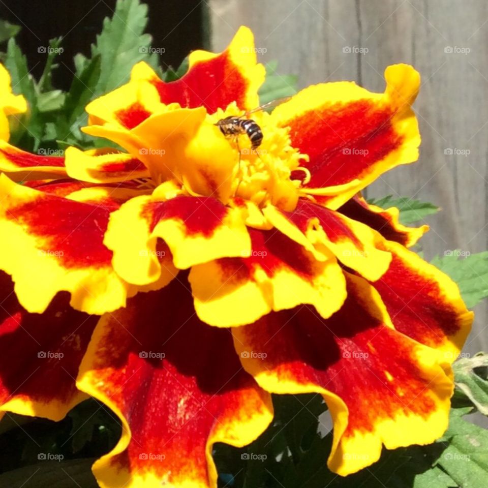Marigold and the fly
