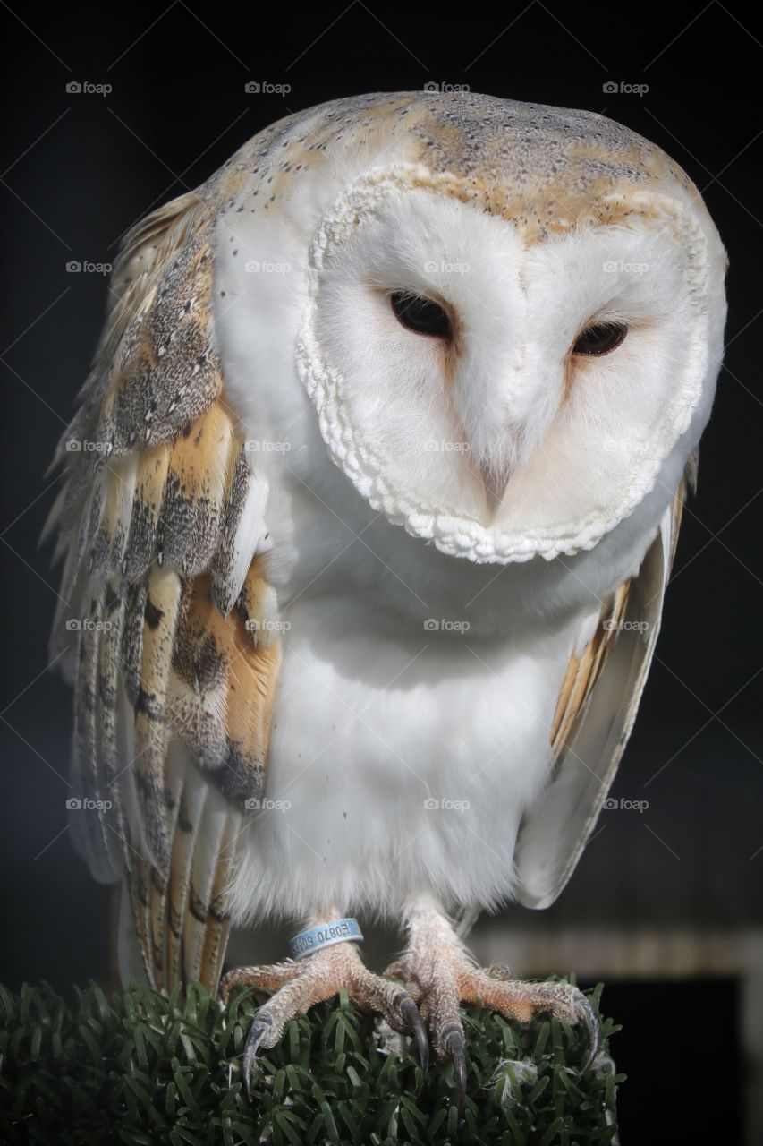 barn owl