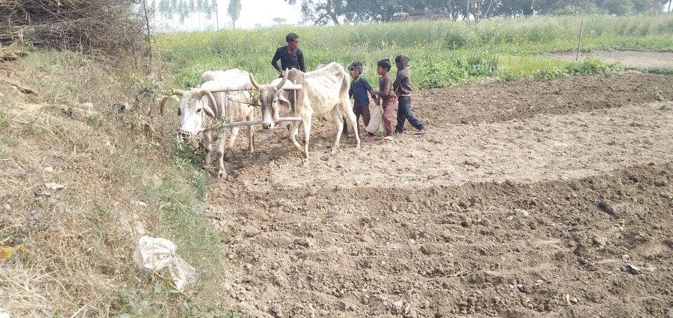 Farmer plowing the field in the old way